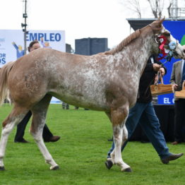 Expo Prado 2019 - Día 5 (131)