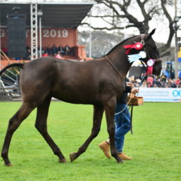 Expo Prado 2019 - Día 5 (134)