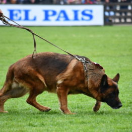 Expo Prado 2019 - Día 5 (137)