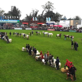 Expo Prado 2019 - Día 5 (3)