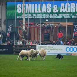 Expo Prado 2019 - Día 5 (57)