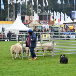 Expo Prado 2019 - Día 5 (60)