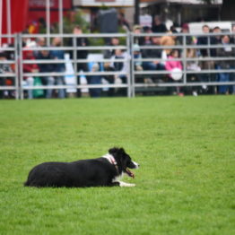 Expo Prado 2019 - Día 5 (62)