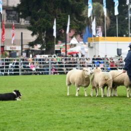 Expo Prado 2019 - Día 5 (63)