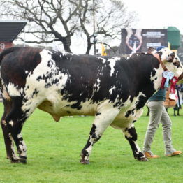 Expo Prado 2019 - Día 5 (95)