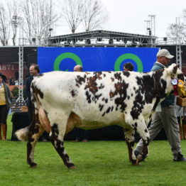 Expo Prado 2019 - Día 5 (98)