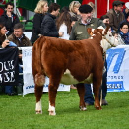 Expo Prado 2019 - Día 7 (10)