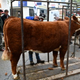 Expo Prado 2019 - Día 7 (108)