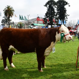 Expo Prado 2019 - Día 7 (124)