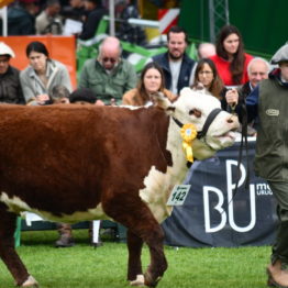 Expo Prado 2019 - Día 7 (125)