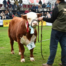 Expo Prado 2019 - Día 8 (114)