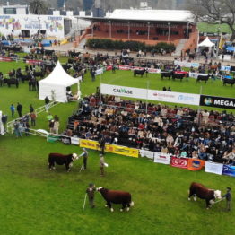 Expo Prado 2019 - Día 8 (22)