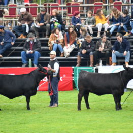 Expo Prado 2019 - Día 8 (31)