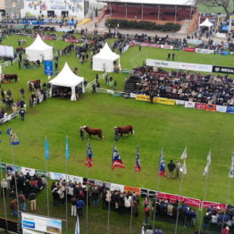 Expo Prado 2019 - Día 8 (4)