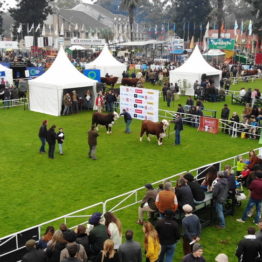 Expo Prado 2019 - Día 8 (7)