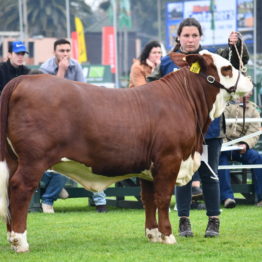 Expo Prado 2019 - Día 8 (79)