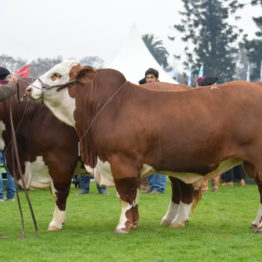 Expo Prado 2019 - Día 8 (83)