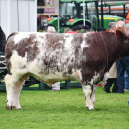 Expo Prado 2019 - Día 8 (84)