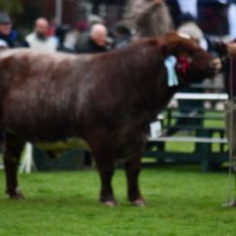 Expo Prado 2019 - Día 8 (96)