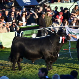 Expo Prado 2019 - Día 9 (109)