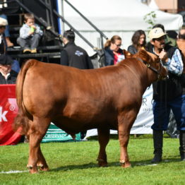 Expo Prado 2019 - Día 9 (12)