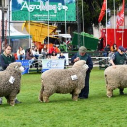 Expo Prado 2019 - Día 9 (18)