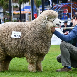 Expo Prado 2019 - Día 9 (20)