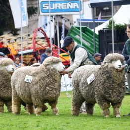 Expo Prado 2019 - Día 9 (22)