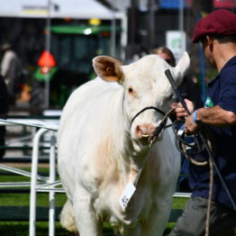 Expo Prado 2019 - Día 9 (38)