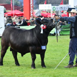 Expo Prado 2019 - Día 9 (39)