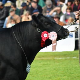 Expo Prado 2019 - Día 9 (41)