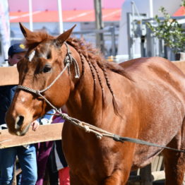 Expo Prado 2019 - Día 9 (70)