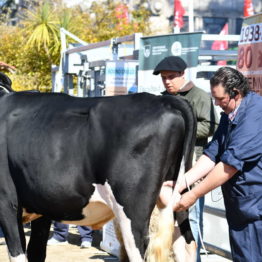 Expo Prado 2019 - Día 9 (71)