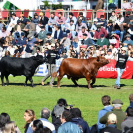 Expo Prado 2019 - Día 9 (86)