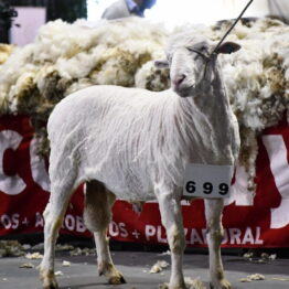 Expo Prado 2020 - Dia 10 (107)