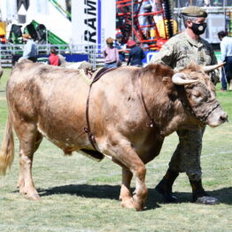 Expo Prado 2020 - Dia 11 (104)