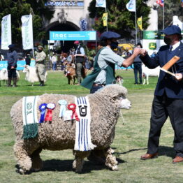 Expo Prado 2020 - Dia 11 (107)