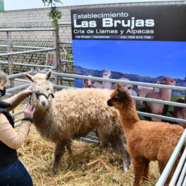 Dia 2 - Expo Prado 2021 (17)