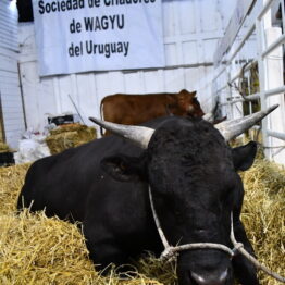 Dia 4 - Expo Prado 2021 (135)