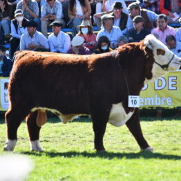 Dia 7 - Expo Prado 2021 (101)