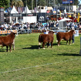 Dia 7 - Expo Prado 2021 (103)