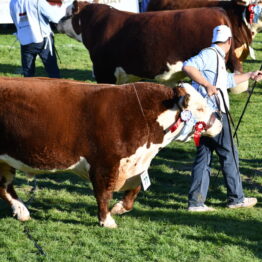 Dia 7 - Expo Prado 2021 (128)