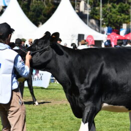 Dia 7 - Expo Prado 2021 (2)