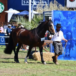 Dia 8 - Expo Prado 2021 (27)