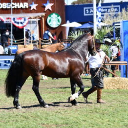 Dia 8 - Expo Prado 2021 (29)