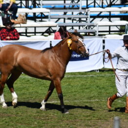 Dia 8 - Expo Prado 2021 (61)