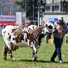 Dia 9 - Expo Prado 2021 (131)