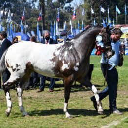 Dia 9 - Expo Prado 2021 (196)