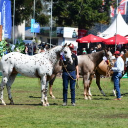 Dia 9 - Expo Prado 2021 (68)