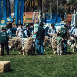 Expo Prado 2023 (195)